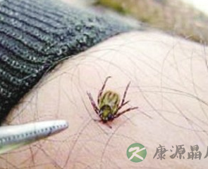 踏青注意蜱虫！携带病毒的“吸血虫”会致人死亡