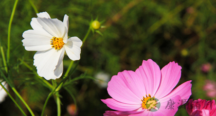 健康生活　女人如何拥有好心情