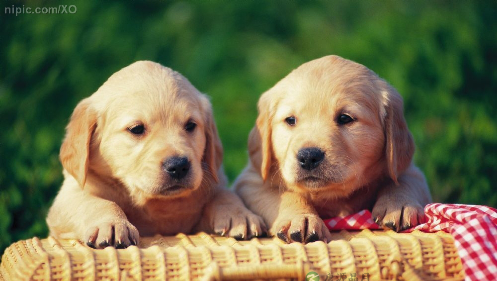 宠物看出主人的性格特点