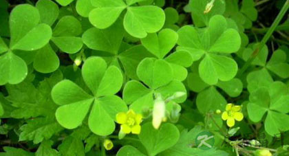 三大绿色食物有利缓解心理疲劳