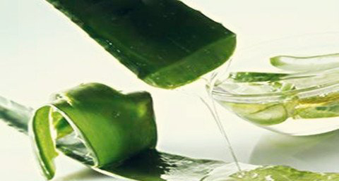 芦荟面膜制作小方法 芦荟面膜制作小方法