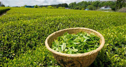 【巧用绿茶洁面】绿茶洁面的好处