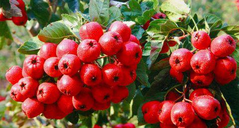 【如何练成小蛮腰 】腹部运动来帮忙