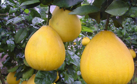 柚子茶 美白又降火