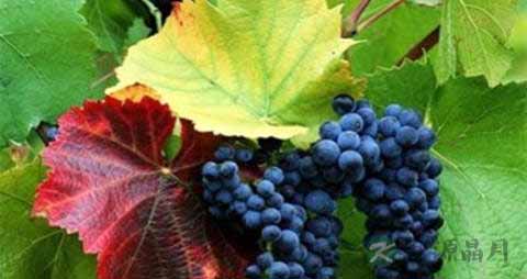 【吃什么水果美容抗衰老】细数日常天然美容方法