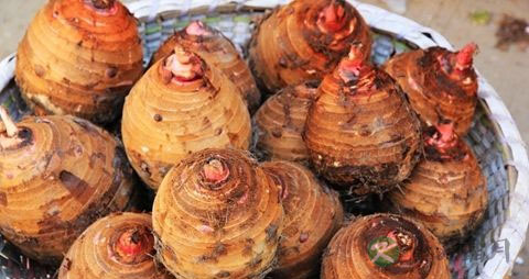 香芋的营养价值_吃香芋的好处