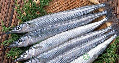 针量鱼的营养价值_吃针量鱼的好处 针量鱼的营养价值_吃针量鱼的好处