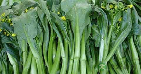 白菜苔的营养价值_吃白菜苔的好处 白菜苔的营养价值_吃白菜苔的好处
