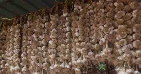 怎样腌腊八蒜才绿 怎样腌腊八蒜才绿