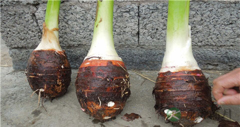 荔浦芋头与其他芋头的区别 荔浦芋头与其他芋头的区别