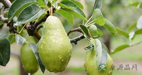 香蕉梨的吃法_哪些人不能吃香蕉梨