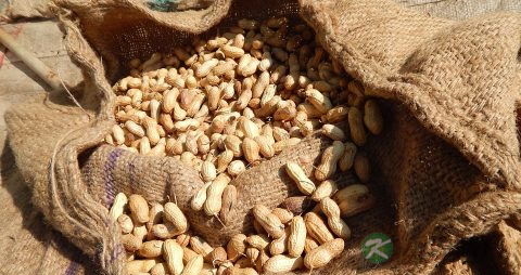 花生芽有毒吗 花生芽有毒吗