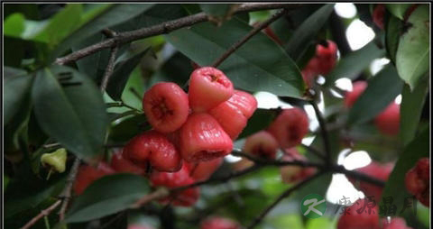 水蒲桃的营养价值_吃水蒲桃的好处