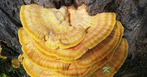 灵芝可以和什么煲汤