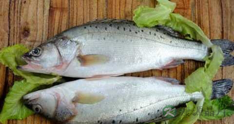 海鲁鱼的营养价值_吃海鲁鱼的好处 海鲁鱼的营养价值_吃海鲁鱼的好处