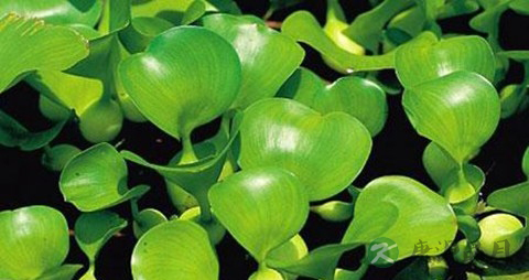 水葫芦的营养价值_吃水葫芦的好处