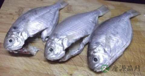 芒鱼的营养价值_吃芒鱼的好处