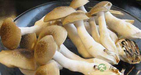 真姬菇的营养价值_吃真姬菇的好处 真姬菇的营养价值_吃真姬菇的好处