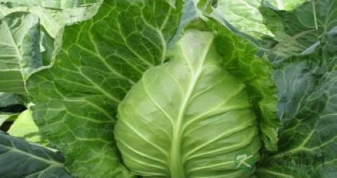 绿叶菜都含草酸吗 绿叶菜都含草酸吗