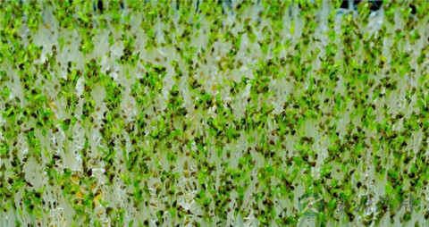 苜蓿芽的营养价值_吃苜蓿芽的好处