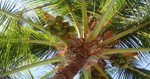 椰青的吃法_哪些人不能吃椰青