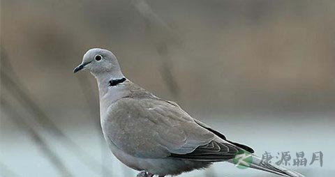 斑鸠的吃法_哪些人不能吃斑鸠
