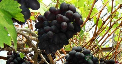 黑提的营养价值_吃黑提的好处