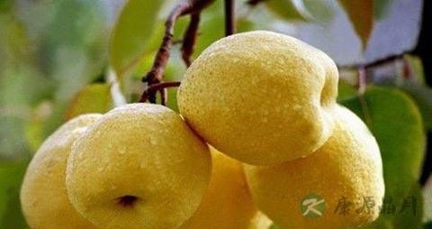 酥梨的吃法_哪些人不能吃酥梨