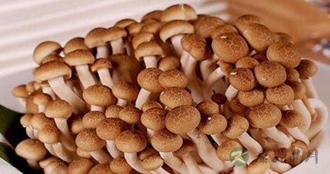 玉蕈的吃法_哪些人不能吃玉蕈 玉蕈的吃法_哪些人不能吃玉蕈