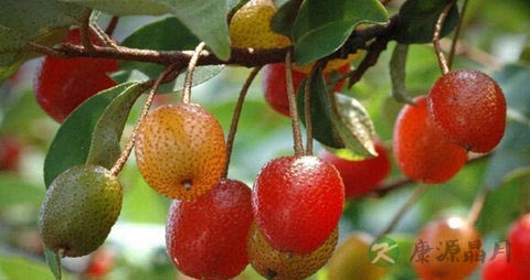 羊奶子的营养价值_吃羊奶子的好处 羊奶子的营养价值_吃羊奶子的好处