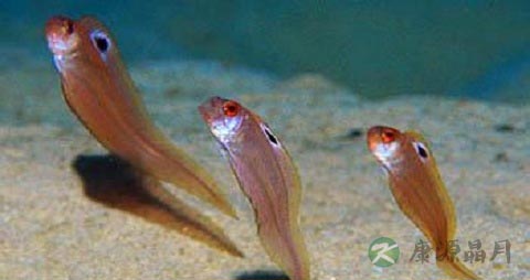 红刀鱼的吃法_哪些人不能吃红刀鱼