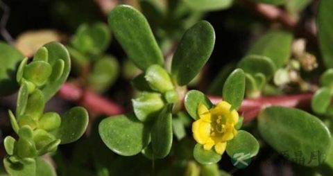 假马齿苋能吃吗 假马齿苋能吃吗