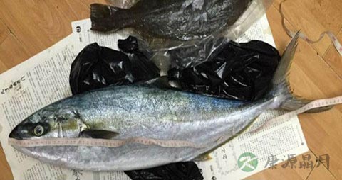 鲣鱼的吃法_哪些人不能吃鲣鱼 鲣鱼的吃法_哪些人不能吃鲣鱼