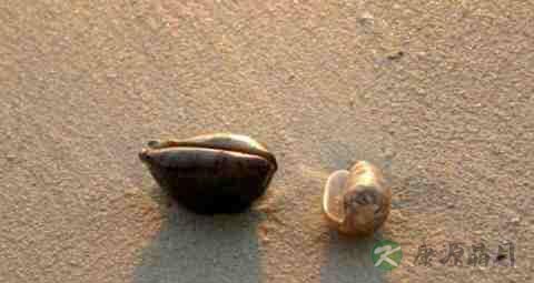 虎皮贝的吃法_哪些人不能吃虎皮贝