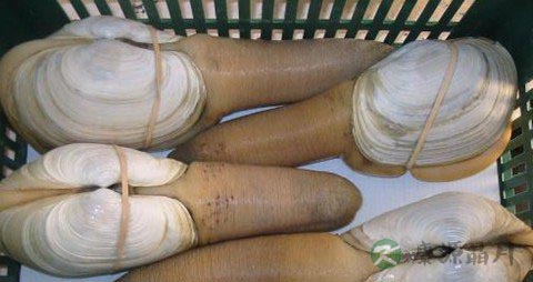 怎么挑选象拔蚌干