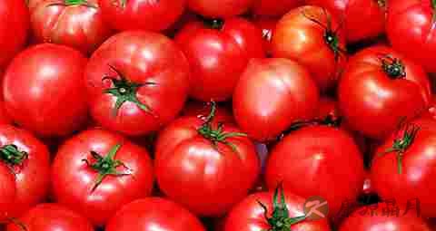 西红柿能减肥吗