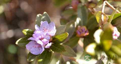 沙棘的营养价值_吃沙棘的好处