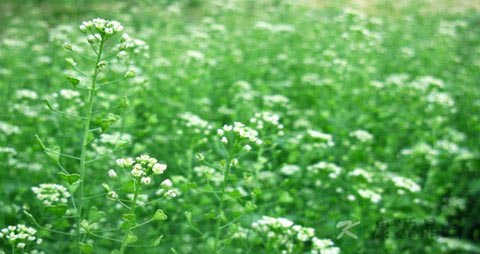 荠菜开花了能吃吗