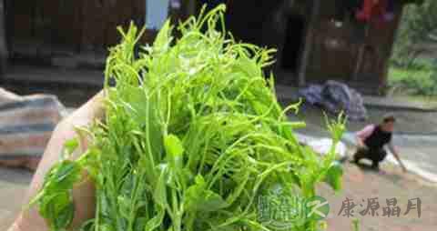 莓茶的营养价值_吃莓茶的好处