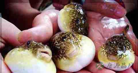 河豚的营养价值_吃河豚的好处