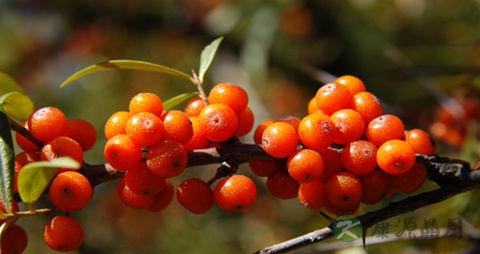 沙棘的吃法_哪些人不能吃沙棘