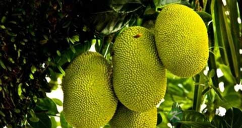 菠萝蜜的吃法_哪些人不能吃菠萝蜜