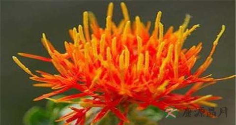 红花的营养价值_吃红花的好处