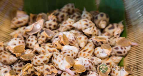 东风螺的营养价值_吃东风螺的好处