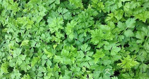 旱芹的吃法_哪些人不能吃旱芹 旱芹的吃法_哪些人不能吃旱芹