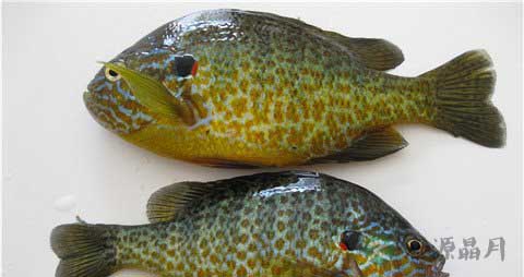 太阳鱼的吃法_哪些人不能吃太阳鱼