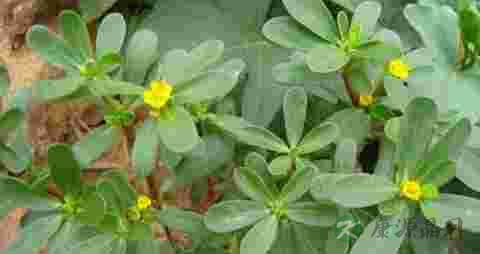 结籽的马齿苋能吃吗 结籽的马齿苋能吃吗