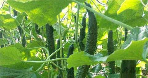 黄瓜和什么食物一起比较好