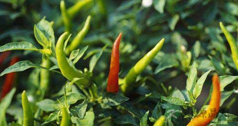 洗辣椒后手辣怎么办 洗辣椒后手辣怎么办