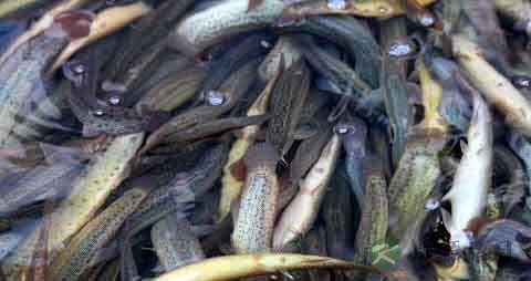 泥鳅的吃法_哪些人不能吃泥鳅